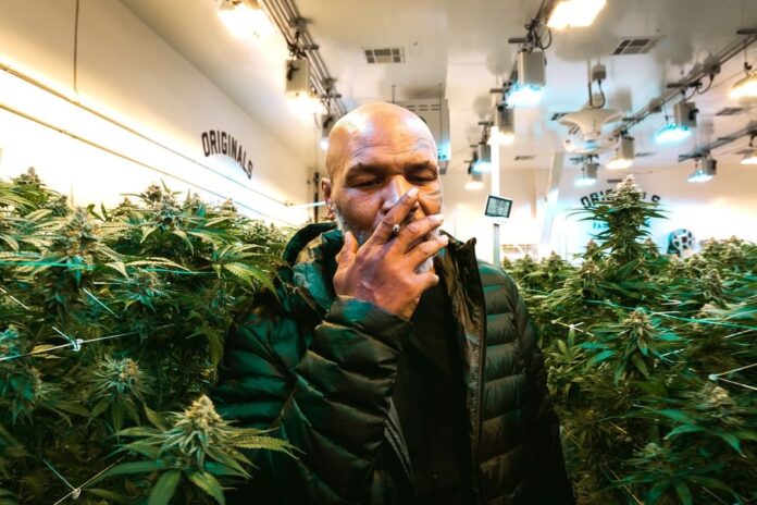 Tyson-Cannabis